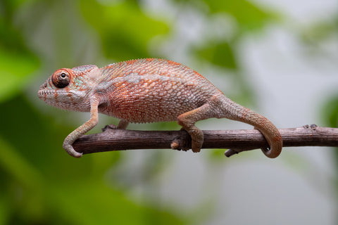 Ambilobe From "Tafio-dravotra" (AKA Hurricane) x "Miatoato" (AKA Linger) - Hatched May 2026 - Male #1