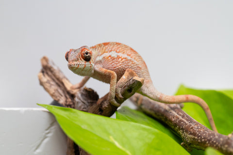 Ambilobe From "Tafio-dravotra" (AKA Hurricane) x "Miatoato" (AKA Linger) - Hatched May 2026 - Male #1