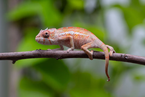 Ambilobe From "Tafio-dravotra" (AKA Hurricane) x "Miatoato" (AKA Linger) - Hatched May 2026 - Male #2