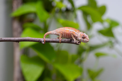Ambilobe From "Tafio-dravotra" (AKA Hurricane) x "Miatoato" (AKA Linger) - Hatched May 2026 - Male #2