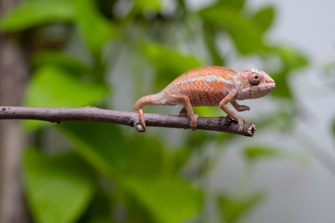 Ambilobe From "Tafio-dravotra" (AKA Hurricane) x "Miatoato" (AKA Linger) - Hatched May 2026 - Male #2