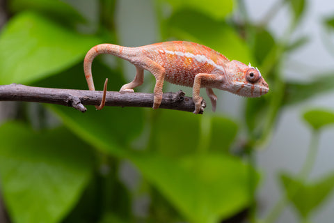 Ambilobe From "Tafio-dravotra" (AKA Hurricane) x "Miatoato" (AKA Linger) - Hatched May 2026 - Male #2