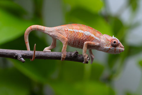 Ambilobe From "Tafio-dravotra" (AKA Hurricane) x "Miatoato" (AKA Linger) - Hatched May 2026 - Male #2