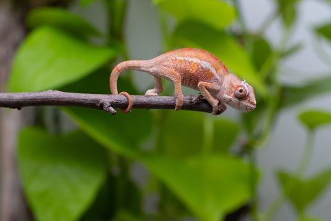 Ambilobe From "Tafio-dravotra" (AKA Hurricane) x "Miatoato" (AKA Linger) - Hatched May 2026 - Male #2
