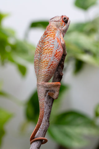 Ambilobe From "Tafio-drivotra" (AKA Hurricane) x "Miatoato" (AKA Linger) - Hatched May 2026 - Male #3