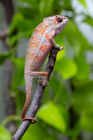 Ambilobe From "Tafio-drivotra" (AKA Hurricane) x "Miatoato" (AKA Linger) - Hatched May 2026 - Male #3