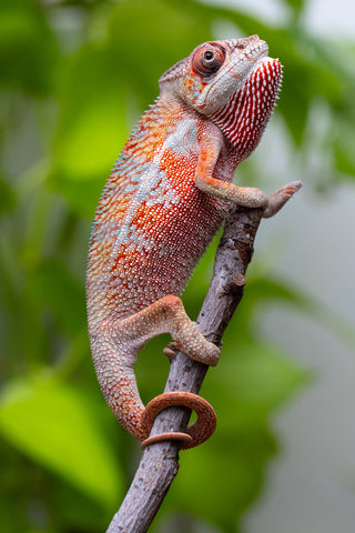 Ambilobe From "Tafio-drivotra" (AKA Hurricane) x "Miatoato" (AKA Linger) - Hatched May 2026 - Male #3