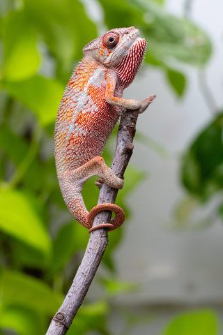 Ambilobe From "Tafio-drivotra" (AKA Hurricane) x "Miatoato" (AKA Linger) - Hatched May 2026 - Male #3