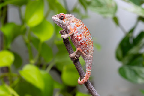 Ambilobe From "Tafio-drivotra" (AKA Hurricane) x "Miatoato" (AKA Linger) - Hatched May 2026 - Male #3