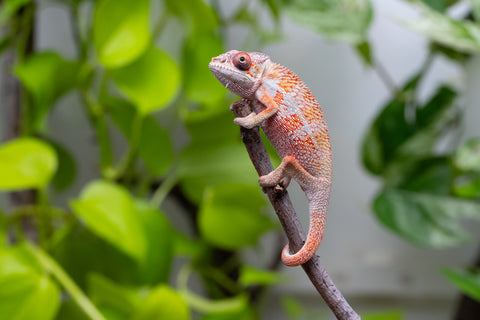 Ambilobe From "Tafio-drivotra" (AKA Hurricane) x "Miatoato" (AKA Linger) - Hatched May 2026 - Male #3