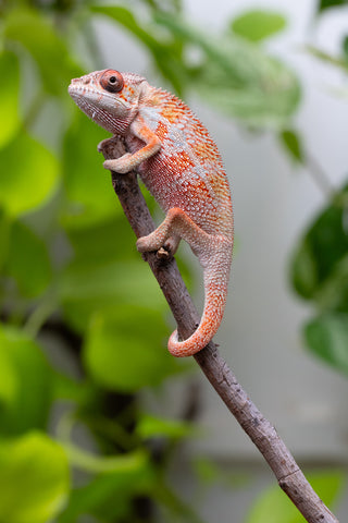 Ambilobe From "Tafio-drivotra" (AKA Hurricane) x "Miatoato" (AKA Linger) - Hatched May 2026 - Male #3