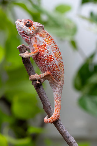 Ambilobe From "Tafio-drivotra" (AKA Hurricane) x "Miatoato" (AKA Linger) - Hatched May 2026 - Male #3