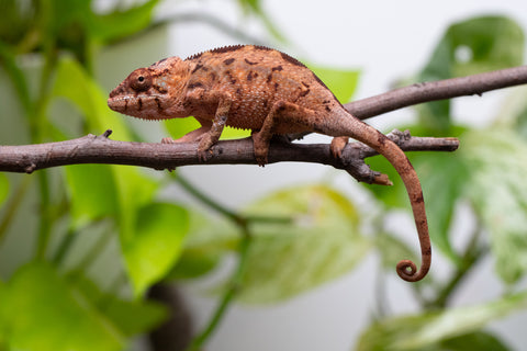 Ambilobe From "Tafio-drivotra" (AKA Hurricane) x "Miatoato" (Linger) - Hatched July 2026 - Female #3