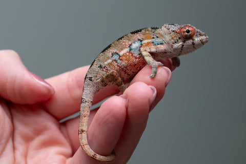 Ambilobe From "Tafio-drivotra" (AKA Hurricane) x "Miatoato" (Linger) - Hatched July 2026 - Male #2