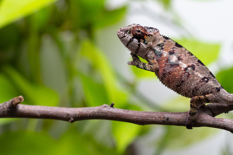 Ambilobe From "Tafio-drivotra" (AKA Hurricane) x "Miatoato" (Linger) - Hatched July 2026 - Male #1