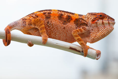 Holdbacks/Individuals: Ambilobe offspring from "Tefy-olana Zandry" (AKA Iron Man Jr) x "Hafahafa-alkola" (AKA Strange Brew) - Hatched August 2024 - Female #1