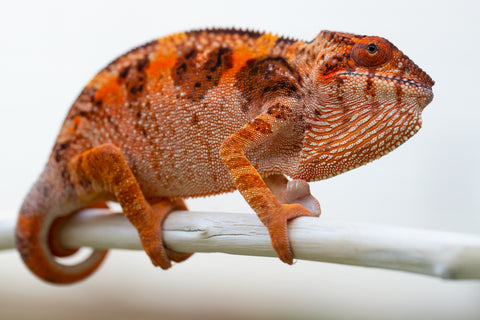 Holdbacks/Individuals: Ambilobe offspring from "Tefy-olana Zandry" (AKA Iron Man Jr) x "Hafahafa-alkola" (AKA Strange Brew) - Hatched August 2024 - Female #1