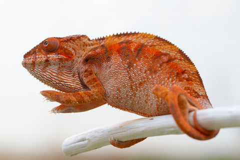 Holdbacks/Individuals: Ambilobe offspring from "Tefy-olana Zandry" (AKA Iron Man Jr) x "Hafahafa-alkola" (AKA Strange Brew) - Hatched August 2024 - Female #1