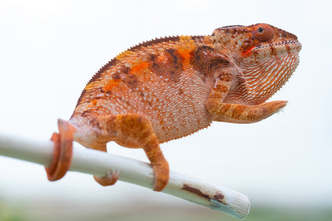 Holdbacks/Individuals: Ambilobe offspring from "Tefy-olana Zandry" (AKA Iron Man Jr) x "Hafahafa-alkola" (AKA Strange Brew) - Hatched August 2024 - Female #1