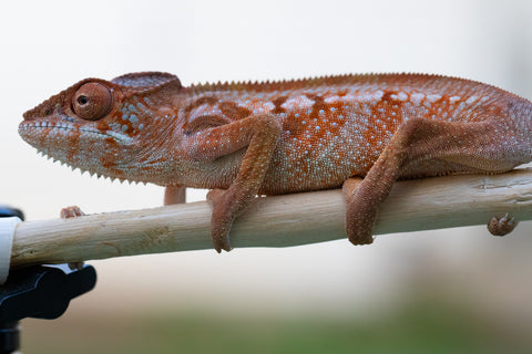 Holdbacks/Individuals: Ambilobe offspring from "Tefy-olana Zandry" (AKA Iron Man Jr) x "Hafahafa-alkola" (AKA Strange Brew) - Hatched: Oct 2024 - Female #1