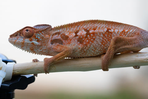 Holdbacks/Individuals: Ambilobe offspring from "Tefy-olana Zandry" (AKA Iron Man Jr) x "Hafahafa-alkola" (AKA Strange Brew) - Hatched: Oct 2024 - Female #1