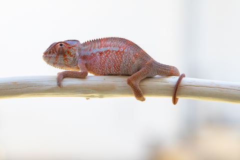 Holdbacks/Individuals: Ambilobe offspring from "Tefy-olana Zandry" (AKA Iron Man Jr) x "Hafahafa-alkola" (AKA Strange Brew) - Hatched: Oct 2024 - Male #1