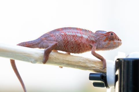 Holdbacks/Individuals: Ambilobe offspring from "Tefy-olana Zandry" (AKA Iron Man Jr) x "Hafahafa-alkola" (AKA Strange Brew) - Hatched: Oct 2024 - Male #1