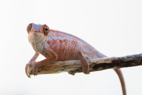 Holdbacks/Individuals: Ambilobe offspring from "Tefy-olana Zandry" (AKA Iron Man Jr) x "Hafahafa-alkola" (AKA Strange Brew) - Hatched: Oct 2024 - Male #1