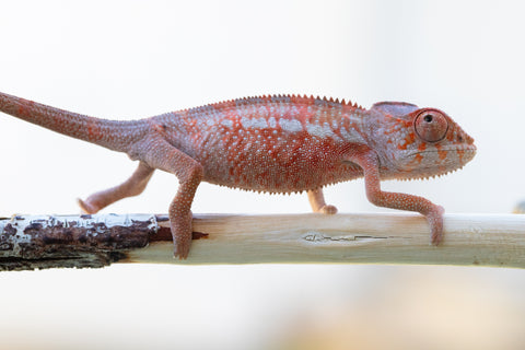 Holdbacks/Individuals: Ambilobe offspring from "Tefy-olana Zandry" (AKA Iron Man Jr) x "Hafahafa-alkola" (AKA Strange Brew) - Hatched: Oct 2024 - Male #1