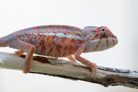 Holdbacks/Individuals: Ambilobe offspring from "Tefy-olana Zandry" (AKA Iron Man Jr) x "Hafahafa-alkola" (AKA Strange Brew) - Hatched: Oct 2024 - Male #2