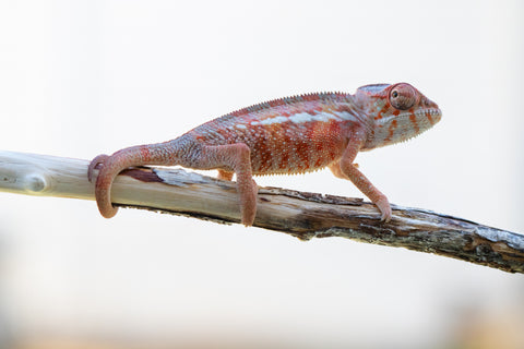 Holdbacks/Individuals: Ambilobe offspring from "Tefy-olana Zandry" (AKA Iron Man Jr) x "Hafahafa-alkola" (AKA Strange Brew) - Hatched: Oct 2024 - Male #2