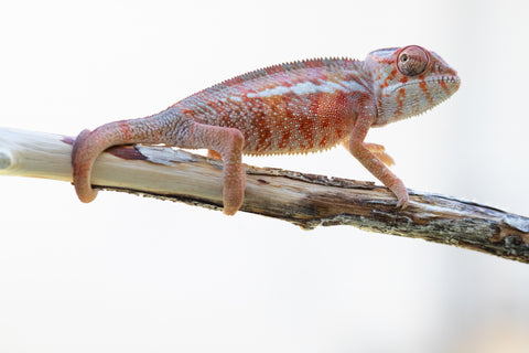 Holdbacks/Individuals: Ambilobe offspring from "Tefy-olana Zandry" (AKA Iron Man Jr) x "Hafahafa-alkola" (AKA Strange Brew) - Hatched: Oct 2024 - Male #2