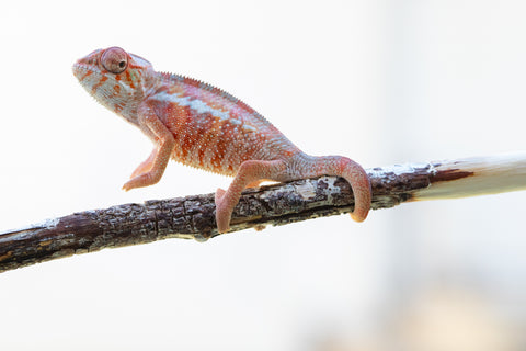 Holdbacks/Individuals: Ambilobe offspring from "Tefy-olana Zandry" (AKA Iron Man Jr) x "Hafahafa-alkola" (AKA Strange Brew) - Hatched: Oct 2024 - Male #2