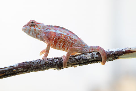 Holdbacks/Individuals: Ambilobe offspring from "Tefy-olana Zandry" (AKA Iron Man Jr) x "Hafahafa-alkola" (AKA Strange Brew) - Hatched: Oct 2024 - Male #2