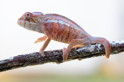 Holdbacks/Individuals: Ambilobe offspring from "Tefy-olana Zandry" (AKA Iron Man Jr) x "Hafahafa-alkola" (AKA Strange Brew) - Hatched: Oct 2024 - Male #2