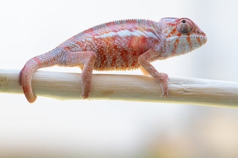 Holdbacks/Individuals: Ambilobe offspring from "Tefy-olana Zandry" (AKA Iron Man Jr) x "Hafahafa-alkola" (AKA Strange Brew) - Hatched: Oct 2024 - Male #2