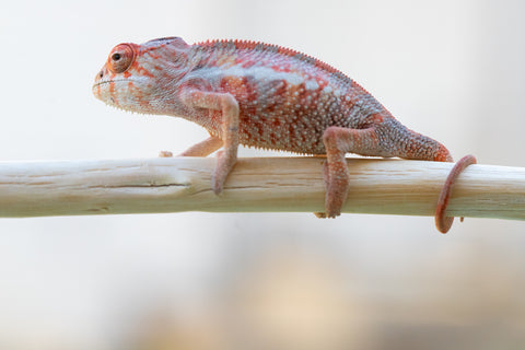 Holdbacks/Individuals: Ambilobe offspring from "Tefy-olana Zandry" (AKA Iron Man Jr) x "Hafahafa-alkola" (AKA Strange Brew) - Hatched: Oct 2024 - Male #3