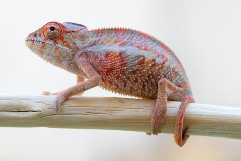 Holdbacks/Individuals: Ambilobe offspring from "Tefy-olana Zandry" (AKA Iron Man Jr) x "Hafahafa-alkola" (AKA Strange Brew) - Hatched: Oct 2024 - Male #3