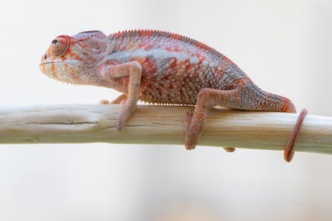 Holdbacks/Individuals: Ambilobe offspring from "Tefy-olana Zandry" (AKA Iron Man Jr) x "Hafahafa-alkola" (AKA Strange Brew) - Hatched: Oct 2024 - Male #3