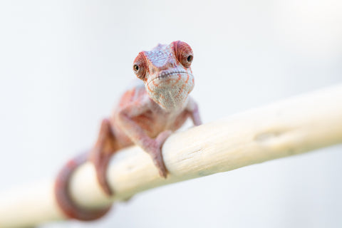 Holdbacks/Individuals: Ambilobe offspring from "Tefy-olana Zandry" (AKA Iron Man Jr) x "Hafahafa-alkola" (AKA Strange Brew) - Hatched: Oct 2024 - Male #3