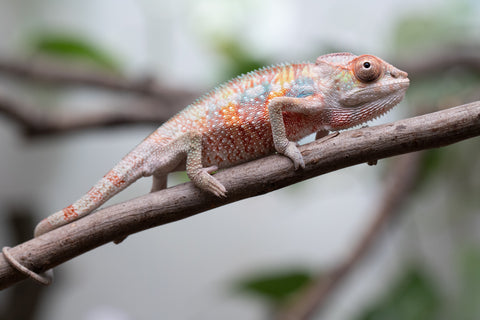 Ambilobe From "Tefy-olana Zandry" (AKA Iron Man Jr) x "Mamahana" (AKA Weave) - Hatched March 2026 - Male #2