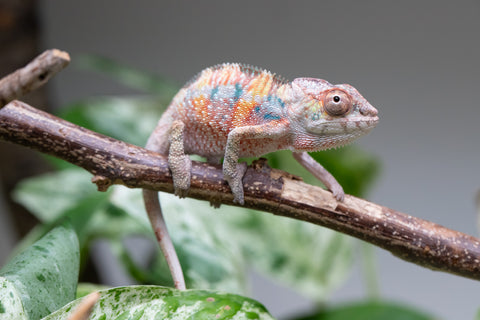 Ambilobe From "Tefy-olana Zandry" (AKA Iron Man Jr) x "Mamahana" (AKA Weave) - Hatched March 2026 - Male #2