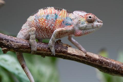 Ambilobe From "Tefy-olana Zandry" (AKA Iron Man Jr) x "Mamahana" (AKA Weave) - Hatched March 2026 - Male #2