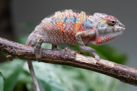 Ambilobe From "Tefy-olana Zandry" (AKA Iron Man Jr) x "Mamahana" (AKA Weave) - Hatched March 2026 - Male #2