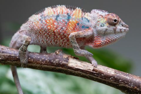 Ambilobe From "Tefy-olana Zandry" (AKA Iron Man Jr) x "Mamahana" (AKA Weave) - Hatched March 2026 - Male #2