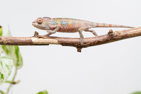 Ambilobe From "Tefy-olana Zandry" (AKA Iron Man Jr) x "Mamahana" (AKA Weave) - Hatched March 2026 - Male #2