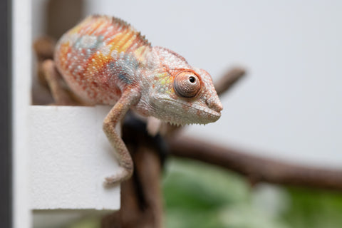 Ambilobe From "Tefy-olana Zandry" (AKA Iron Man Jr) x "Mamahana" (AKA Weave) - Hatched March 2026 - Male #2