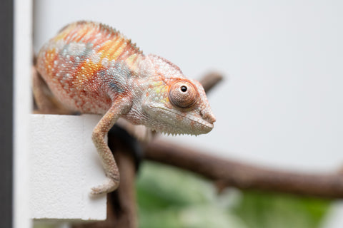 Ambilobe From "Tefy-olana Zandry" (AKA Iron Man Jr) x "Mamahana" (AKA Weave) - Hatched March 2026 - Male #2