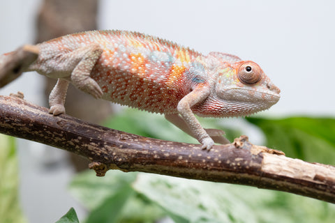 Ambilobe From "Tefy-olana Zandry" (AKA Iron Man Jr) x "Mamahana" (AKA Weave) - Hatched March 2026 - Male #2