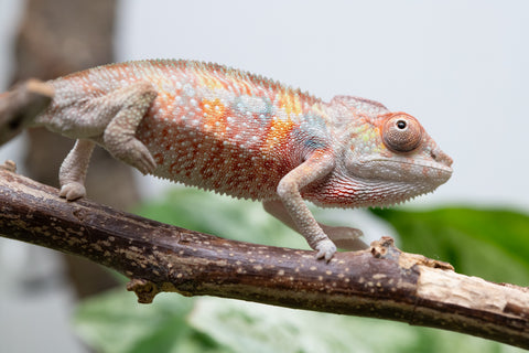 Ambilobe From "Tefy-olana Zandry" (AKA Iron Man Jr) x "Mamahana" (AKA Weave) - Hatched March 2026 - Male #2
